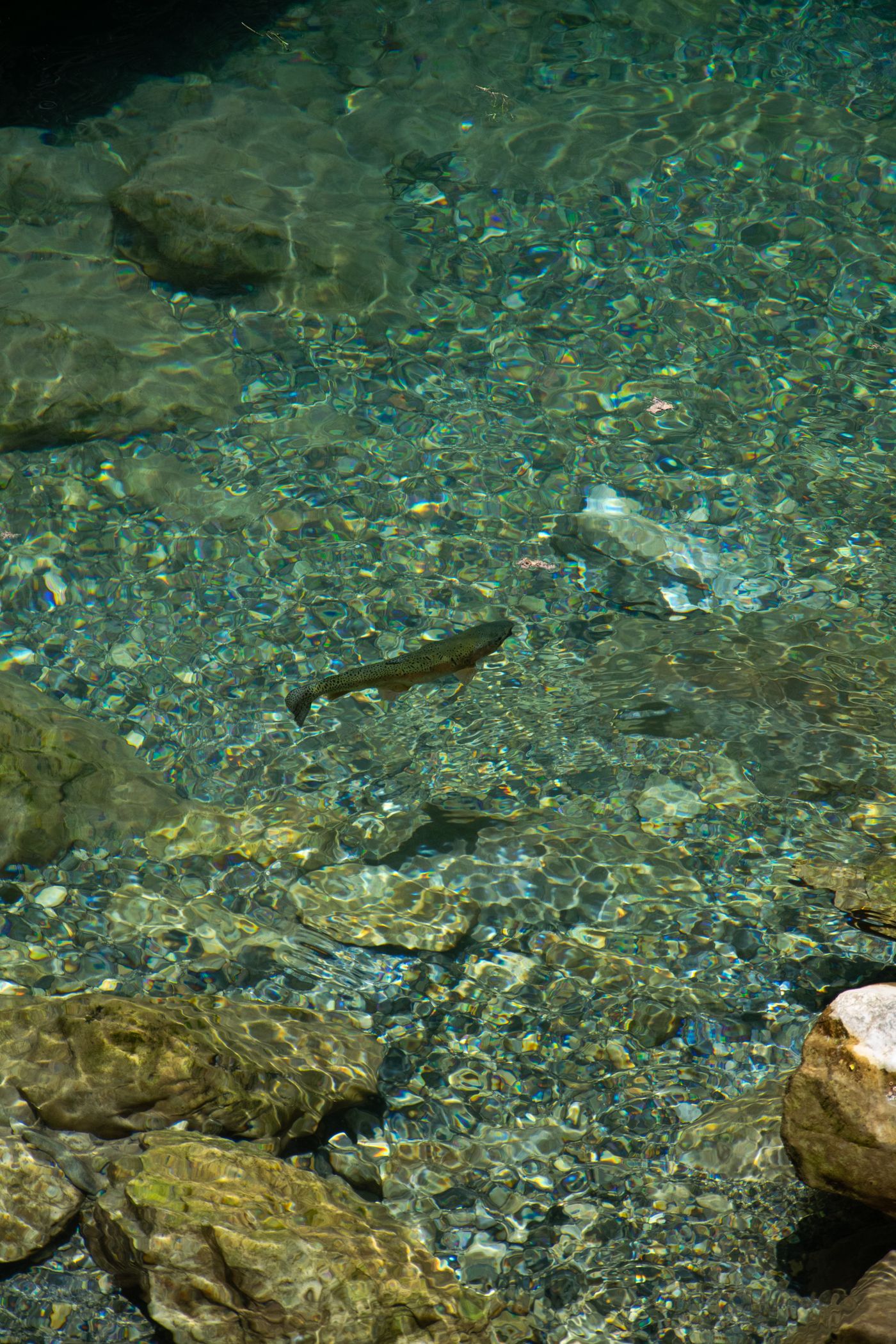 Äschen im türkisen Bachwasser